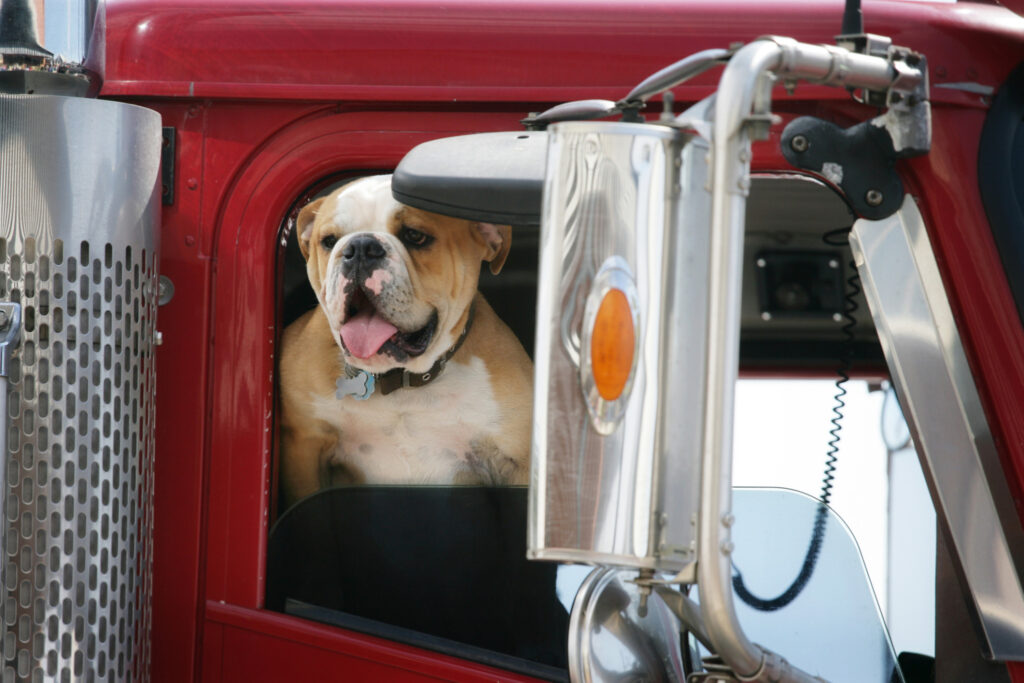 Trucker bulldog with his tongue hanging out. Shot with Canon 1Ds Mark II, slight color saturation and vignette added."